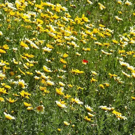 Golden View * Rrushkull (Durres)