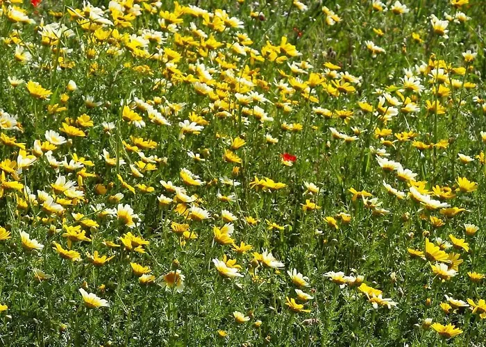 Golden View * Rrushkull (Durres)